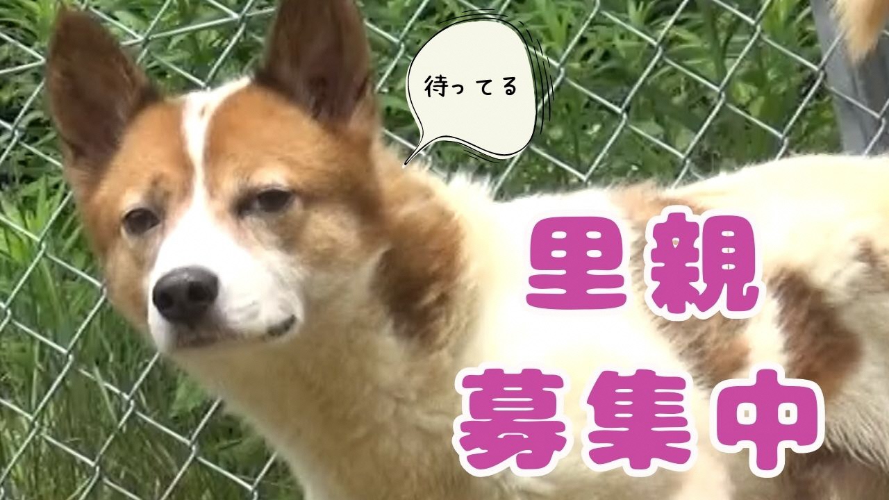 犬写真